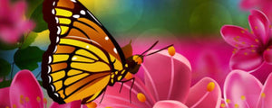 Characteristics of monarch butterflies