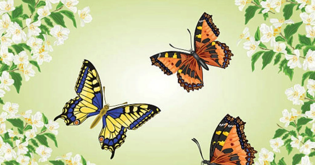 How often do butterflies eat?