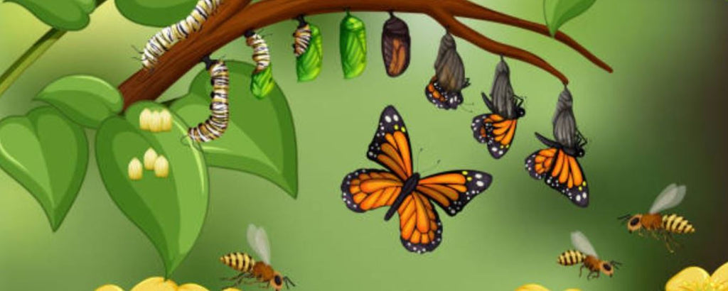 Butterfly life cycle