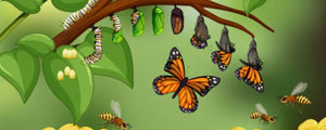 Butterfly life cycle