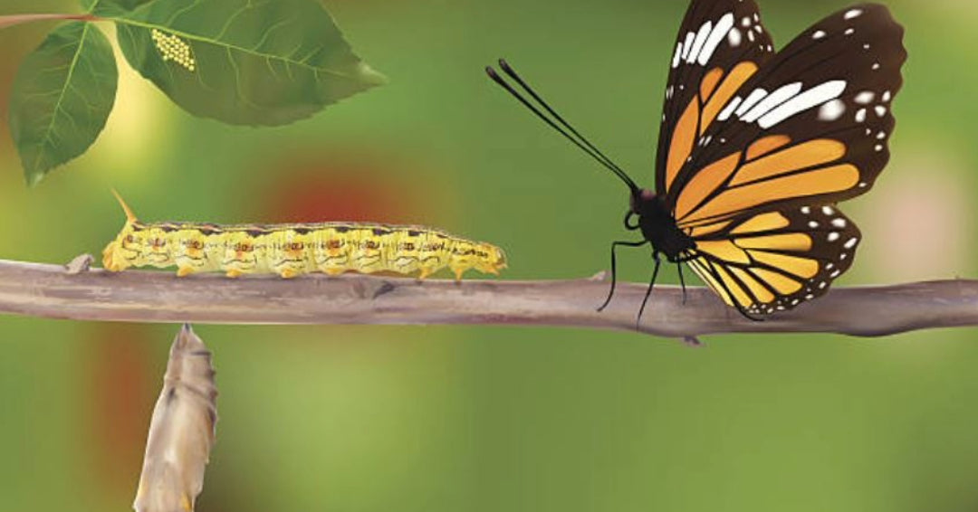 How often do butterflies lay eggs? BUTTERFLY KINGDOM